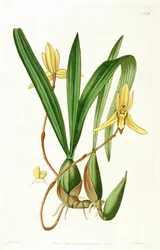 Ilustración de Brasiliorchis marginata (como sin. Cymbidium marginatum)